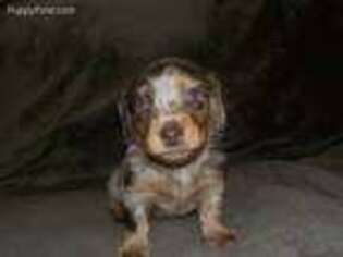 Dachshund Puppy for sale in Elizabeth, CO, USA