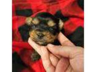 Yorkshire Terrier Puppy for sale in Monterey Park, CA, USA