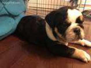 Bulldog Puppy for sale in Covington, GA, USA