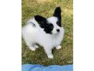 Papillon Puppy for sale in Tahlequah, OK, USA
