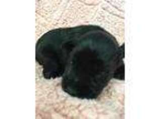 Mutt Puppy for sale in Tiffin, OH, USA
