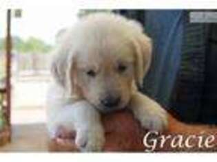 Golden Retriever Puppy for sale in Fort Worth, TX, USA