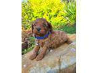 Cavapoo Puppy for sale in Loogootee, IN, USA