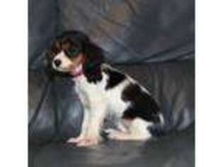 Cavalier King Charles Spaniel Puppy for sale in Derby, VT, USA