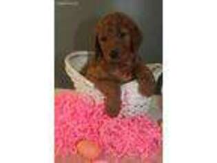 Goldendoodle Puppy for sale in Sandy Hook, KY, USA