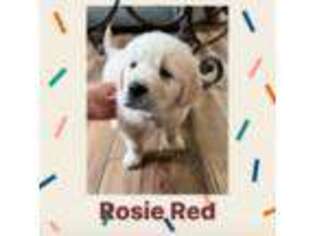Golden Retriever Puppy for sale in Ceres, CA, USA