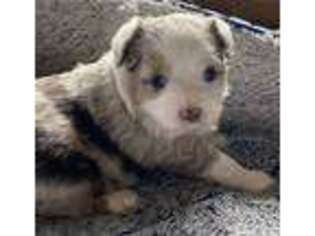 Miniature Australian Shepherd Puppy for sale in Blacksburg, VA, USA
