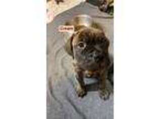 Bullmastiff Puppy for sale in Jasper, MO, USA