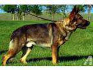 German Shepherd Dog Puppy for sale in CARROLLTON, TX, USA