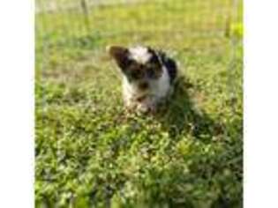 Yorkshire Terrier Puppy for sale in Gravette, AR, USA
