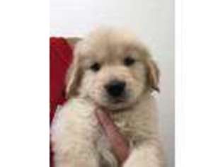 Golden Retriever Puppy for sale in Anthem, AZ, USA
