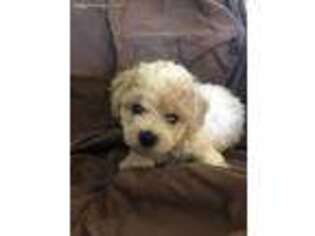 Bichon Frise Puppy for sale in Killeen, TX, USA
