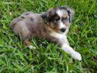 Miniature Australian Shepherd Puppy for sale in Hurst, TX, USA