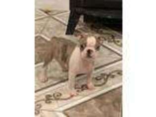 Boston Terrier Puppy for sale in Wilmington, DE, USA