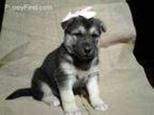 Mutt Puppy for sale in Mill Creek, PA, USA