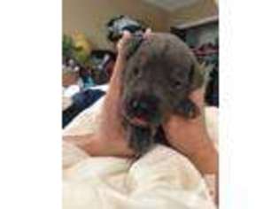 Mutt Puppy for sale in MARYSVILLE, KS, USA