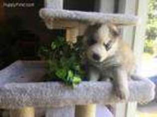 Siberian Husky Puppy for sale in Waterville, WA, USA
