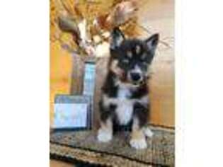 Siberian Husky Puppy for sale in Bellevue, IA, USA