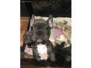 French Bulldog Puppy for sale in Marlton, NJ, USA