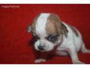 Chihuahua Puppy for sale in Andrews, SC, USA