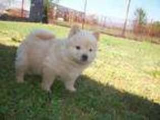 Chow Chow Puppy for sale in Noble, OK, USA
