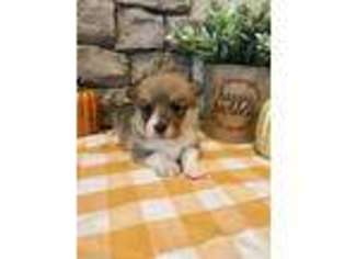 Pembroke Welsh Corgi Puppy for sale in Miller, MO, USA