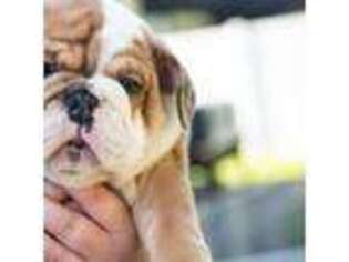 Bulldog Puppy for sale in Saint Augustine, FL, USA