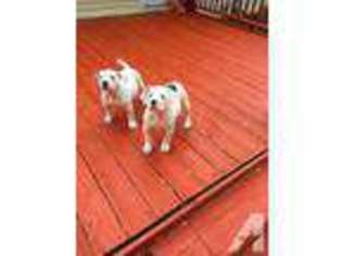 American Bulldog Puppy for sale in FAYETTEVILLE, TN, USA