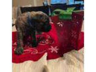 Mastiff Puppy for sale in Surprise, AZ, USA