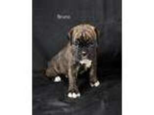 Boxer Puppy for sale in Middlebury, IN, USA