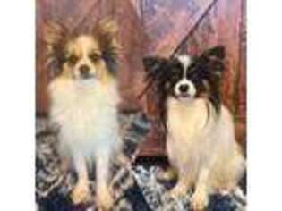 Papillon Puppy for sale in Diana, TX, USA