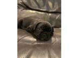 French Bulldog Puppy for sale in Dayton, OR, USA