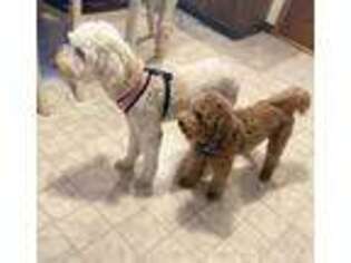 Goldendoodle Puppy for sale in Seneca Falls, NY, USA
