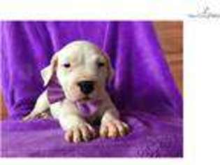 Dogo Argentino Puppy for sale in Lancaster, PA, USA