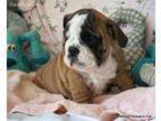 Bulldog Puppy for sale in Tollhouse, CA, USA