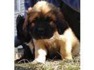 Leonberger Puppy for sale in Hastings, NE, USA