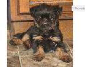 Brussels Griffon Puppy for sale in Kansas City, MO, USA