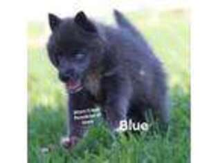 Mutt Puppy for sale in Hubbard, IA, USA