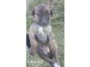 Greyhound Puppy for sale in Seibert, CO, USA