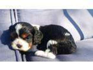 Cavalier King Charles Spaniel Puppy for sale in Folsom, CA, USA