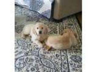 Golden Retriever Puppy for sale in Marine City, MI, USA