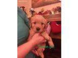 Golden Retriever Puppy for sale in Trinity, NC, USA