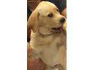 Labrador Retriever Puppy for sale in East Hanover, NJ, USA