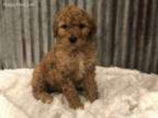 Mutt Puppy for sale in Central City, KY, USA