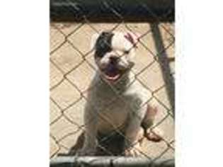 American Bulldog Puppy for sale in Glennville, GA, USA