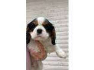 Cavalier King Charles Spaniel Puppy for sale in Denver, CO, USA