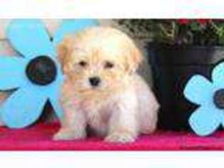 Havanese Puppy for sale in Quarryville, PA, USA