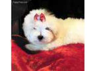 Maltese Puppy for sale in Enid, MS, USA