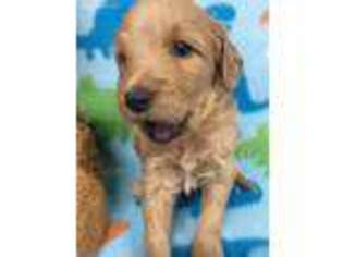 Goldendoodle Puppy for sale in Cullman, AL, USA