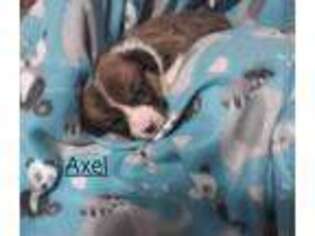Pembroke Welsh Corgi Puppy for sale in Nampa, ID, USA